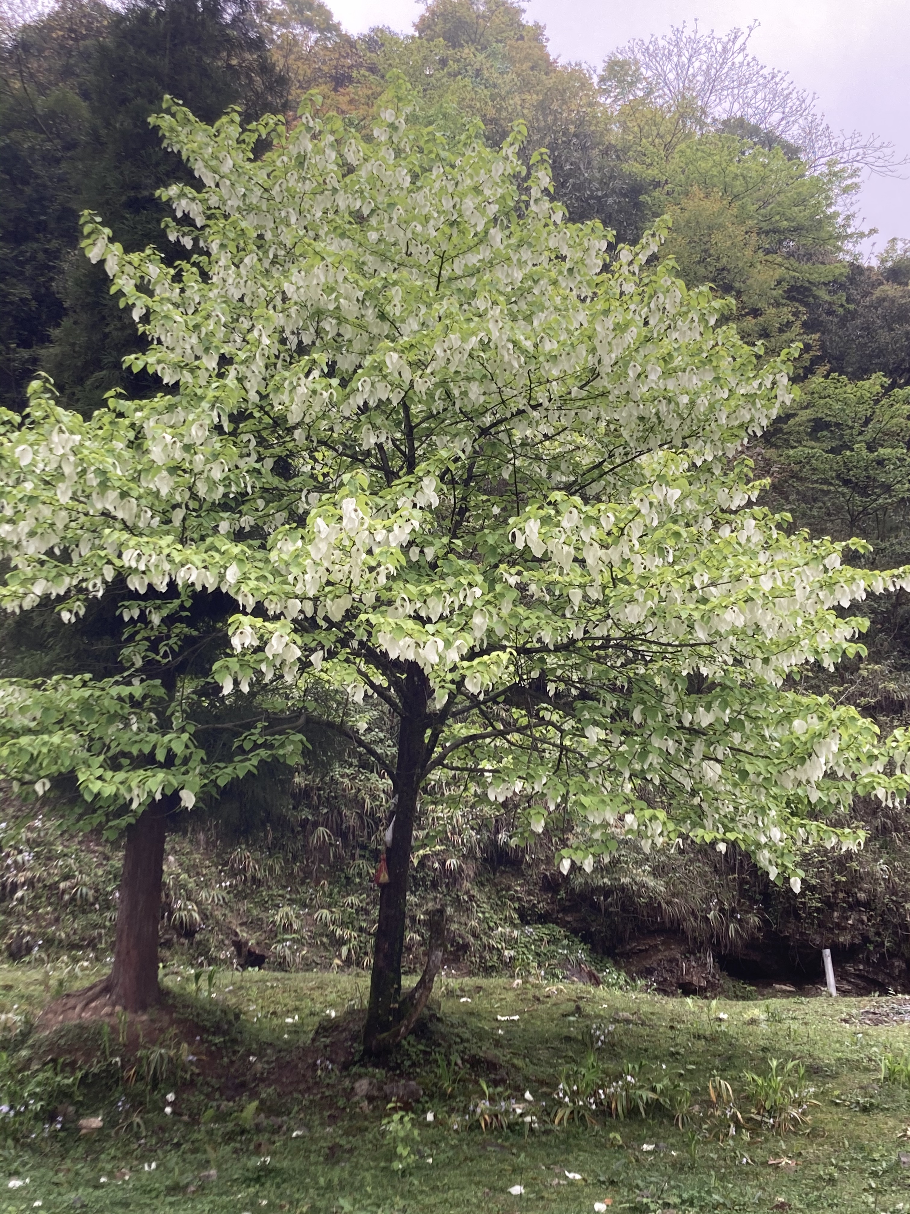 珙桐苗苗木基地图片